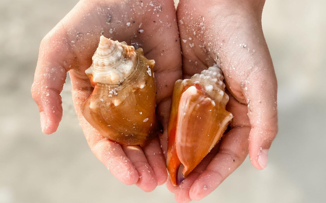 a person holding 2 seashells in their palms